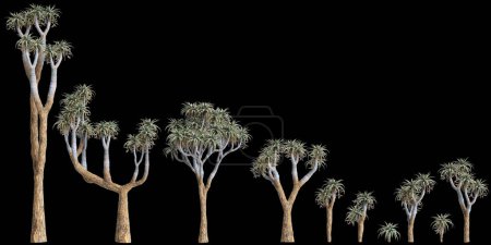 Foto de 3d ilustración de conjunto Aloe pillansii árbol aislado sobre fondo negro - Imagen libre de derechos