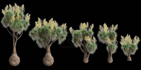 3D Illustration des Beaucarnea recurvata Baumes isoliert auf schwarzem Hintergrund