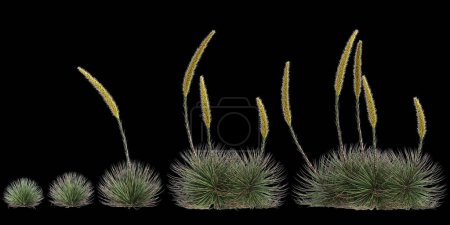 3D Illustration des Agave stricta Busches isoliert auf schwarzem Hintergrund