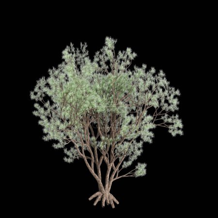 3D Illustration von Psorothamnus spinosus Baum isoliert auf schwarzem Hintergrund