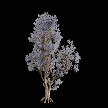 3D Illustration von Psorothamnus spinosus Baum isoliert auf schwarzem Hintergrund