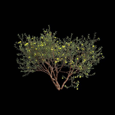 3D Illustration von Larrea divaricata Baum isoliert auf schwarzem Hintergrund
