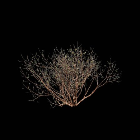 3D Illustration von Larrea divaricata Baum isoliert auf schwarzem Hintergrund