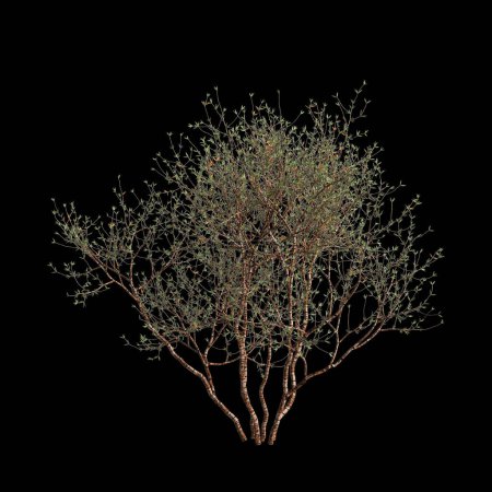 3d illustration of Larrea divaricata tree isolated on black background