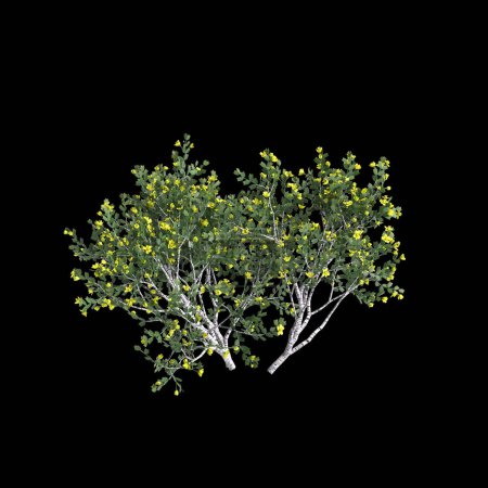 3d illustration of Larrea cuneifolia tree isolated on black background