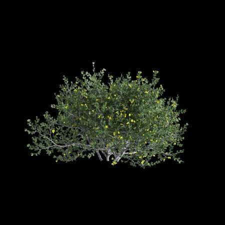 3d ilustración de árbol de Larrea cuneifolia aislado sobre fondo negro