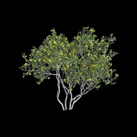 3d ilustración de árbol de Larrea cuneifolia aislado sobre fondo negro
