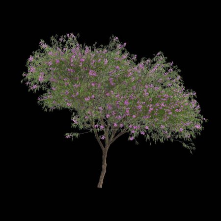 3D Illustration von Chilopsis linearis Baum isoliert auf schwarzem Hintergrund
