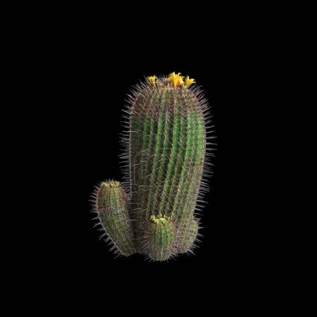 3D Illustration des Ferocactus emoryi Busches isoliert auf schwarzem Hintergrund