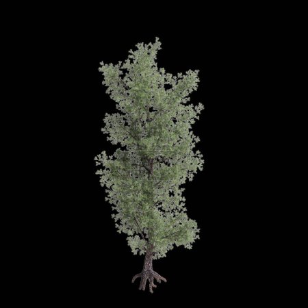 3d illustration of Pinus monophylla tree isolated on black background