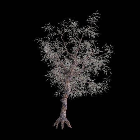 3d ilustración de Pinus monophylla árbol aislado sobre fondo negro