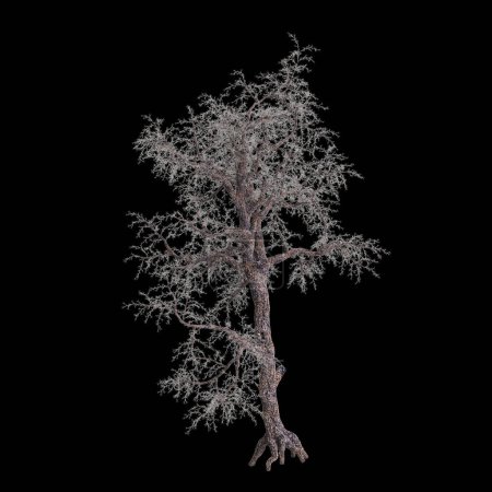 Illustration 3D de Pinus monophylla isolé sur fond noir