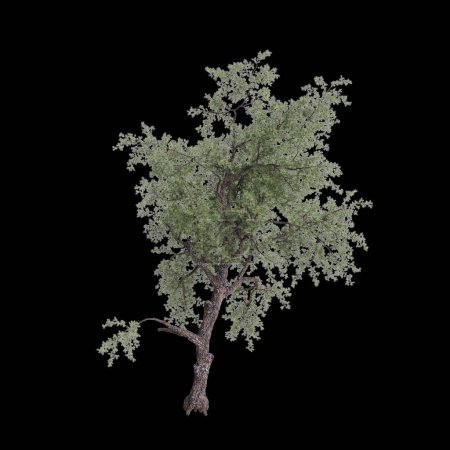 3d ilustración de Pinus monophylla árbol aislado sobre fondo negro