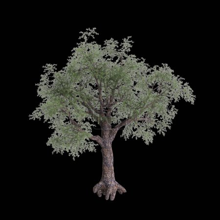 3D-Illustration der Pinus monophylla isoliert auf schwarzem Hintergrund