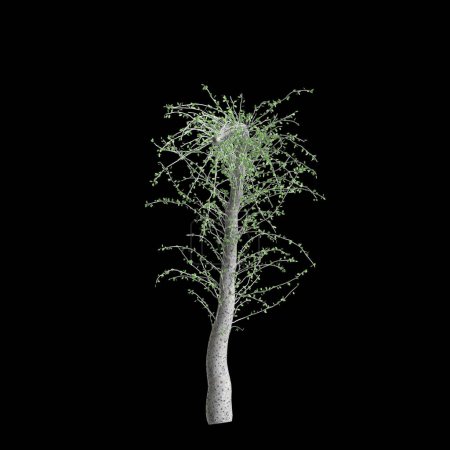 3D-Illustration von Fouquieria columnaris Baum isoliert auf schwarzem Hintergrund