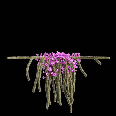 3D Illustration von Aporocactus flagelliformis hängende Pflanze isoliert auf schwarzem Hintergrund