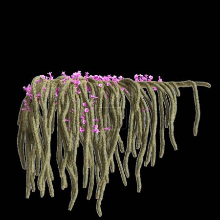 3D Illustration von Aporocactus flagelliformis hängende Pflanze isoliert auf schwarzem Hintergrund