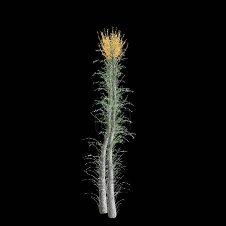 Téléchargez les photos : Illustration 3D de Fouquieria columnaris isolé sur fond noir - en image libre de droit