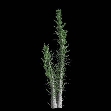 Photo for 3d illustration of Fouquieria columnaris tree isolated on black background - Royalty Free Image