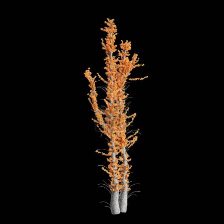 Illustration 3D de Fouquieria columnaris isolé sur fond noir