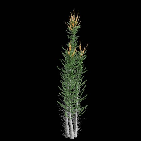 3d illustration of Fouquieria columnaris tree isolated on black background