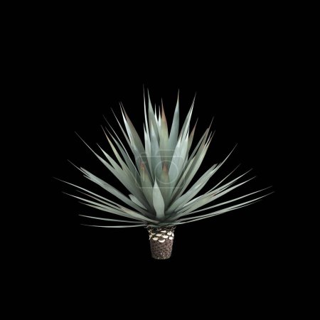 3D-Illustration des Agave-Tequilana-Busches isoliert auf schwarzem Hintergrund