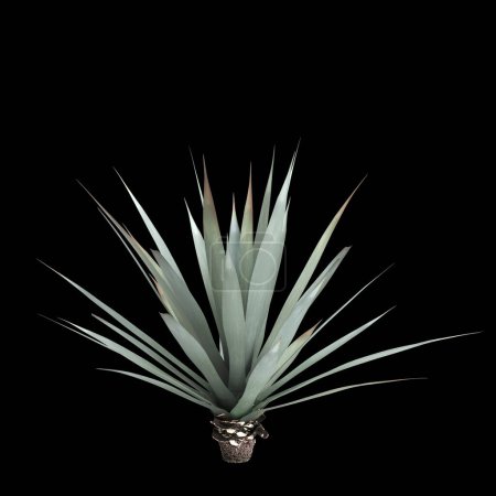 3d illustration of Agave tequilana bush isolated on black background