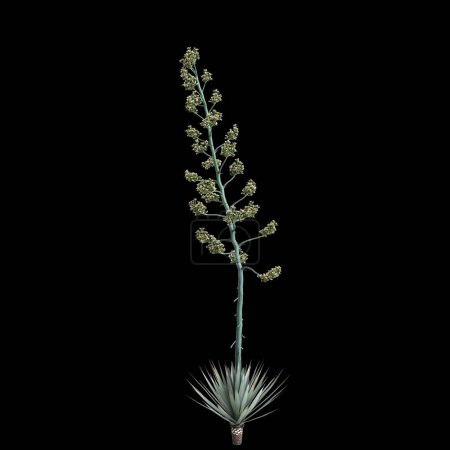 3d illustration of Agave tequilana bush isolated on black background