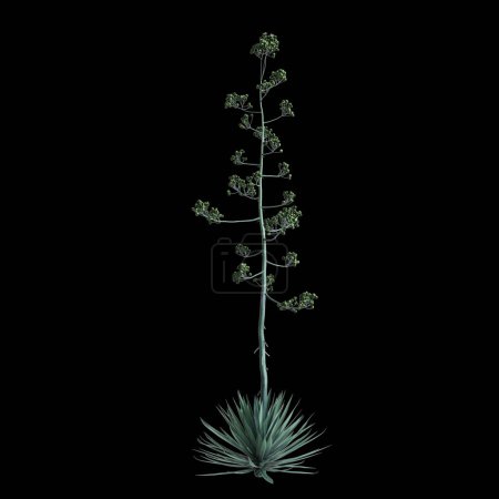 3D Illustration von Agave rhodacantha Busch isoliert auf schwarzem Hintergrund