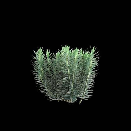 3D Illustration von Euphorbia rigida Busch isoliert auf schwarzem Hintergrund