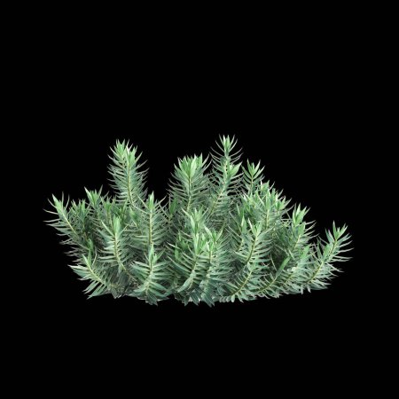 3D Illustration von Euphorbia rigida Busch isoliert auf schwarzem Hintergrund