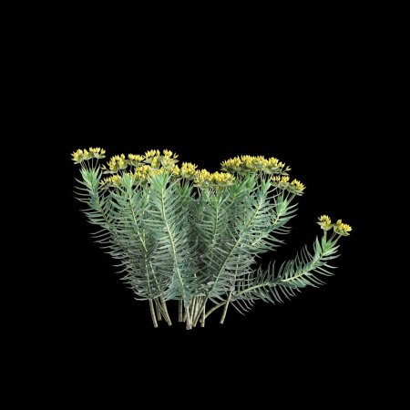 3d illustration of Euphorbia rigida bush isolated on black background