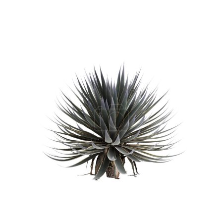 3d illustration of Agave angustifolia tree isolated on white background