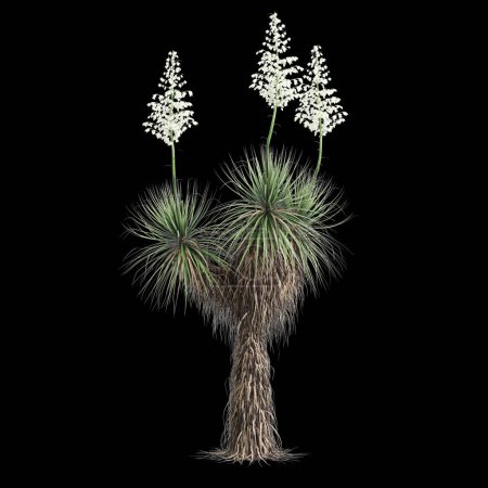 3D Illustration des Yucca thompsoniana Baumes isoliert auf schwarzem Hintergrund