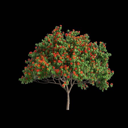 3D-Illustration des Saraca-Asokabaums isoliert auf schwarzem Hintergrund