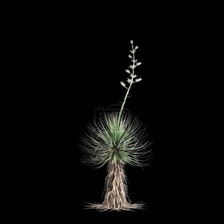 Illustration 3D du Yucca thompsoniana isolé sur fond noir