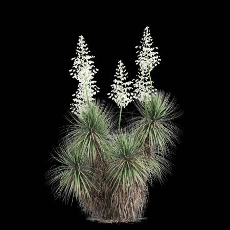 3d ilustración de Yucca thompsoniana árbol aislado sobre fondo negro