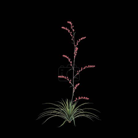3D Illustration von Hesperaloe parviflora Busch isoliert auf schwarzem Hintergrund