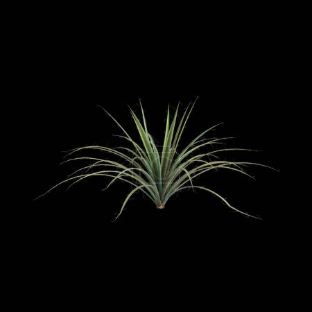3D Illustration von Hesperaloe parviflora Busch isoliert auf schwarzem Hintergrund