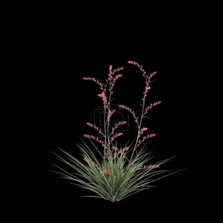 3d ilustración de Hesperaloe parviflora arbusto aislado sobre fondo negro