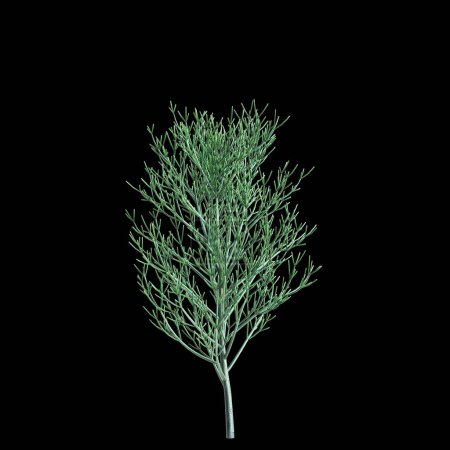 3D Illustration von Euphorbia tirucalli Baum isoliert auf schwarzem Hintergrund