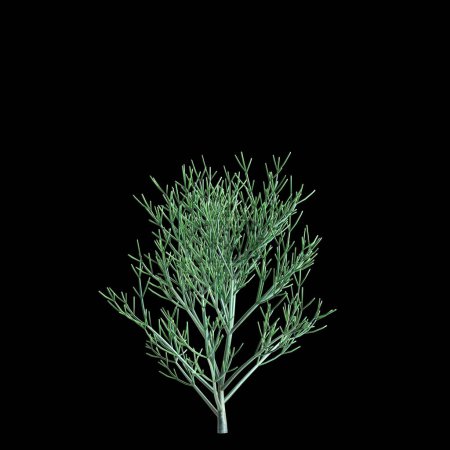 Illustration 3d d'Euphorbia tirucalli isolé sur fond noir