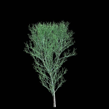 3d illustration of Euphorbia tirucalli tree isolated on black background
