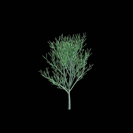 Illustration 3d d'Euphorbia tirucalli isolé sur fond noir