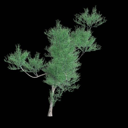3D Illustration von Euphorbia tirucalli Baum isoliert auf schwarzem Hintergrund