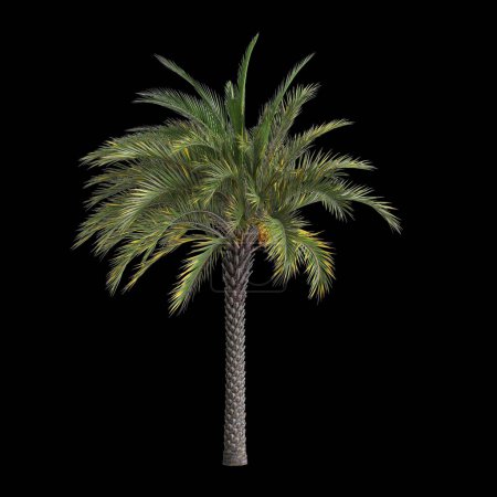 3D-Illustration des Phoenix daktylifera Baumes isoliert auf schwarzem Hintergrund