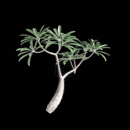 3d ilustración de Pachypodium geayi árbol aislado sobre fondo negro