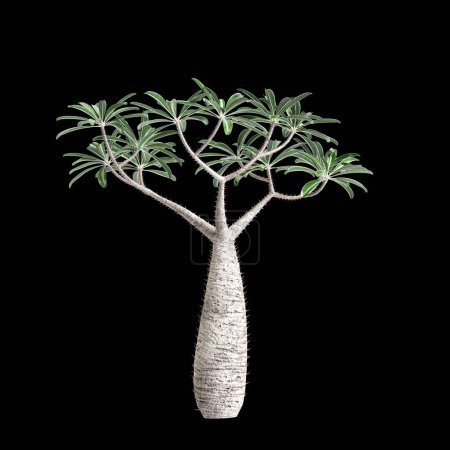 3d illustration of Pachypodium geayi tree isolated on black background