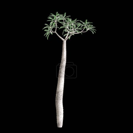 3d ilustración de Pachypodium geayi árbol aislado sobre fondo negro
