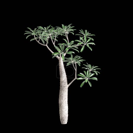 3d illustration of Pachypodium geayi tree isolated on black background